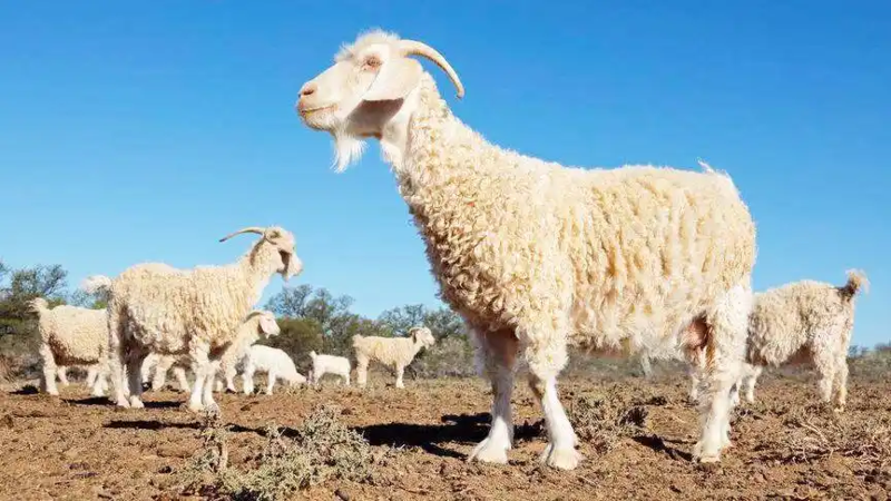 Angora goat Angora goat